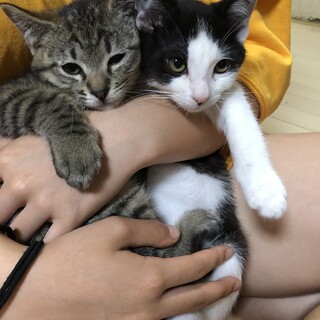 兄妹子猫です。只今トライアル中です。