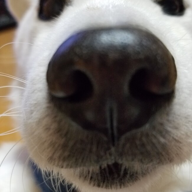 サスケイノウエのカバー写真