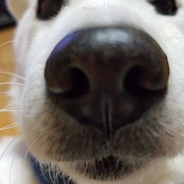 鼻fechiです。