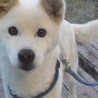 これでも、老犬です！