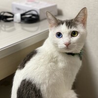 miru
