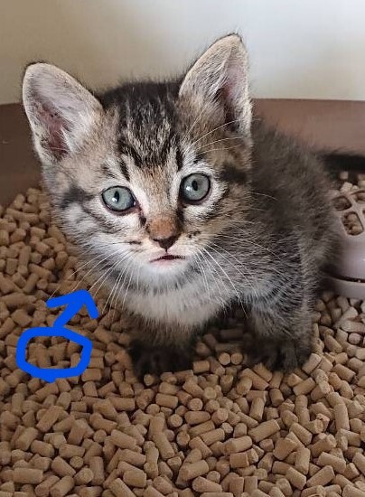 ありがとう。ずっと一緒だにゃん！！ サムネイル7