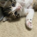 動物病院発！とっても可愛い三毛猫ちゃんです