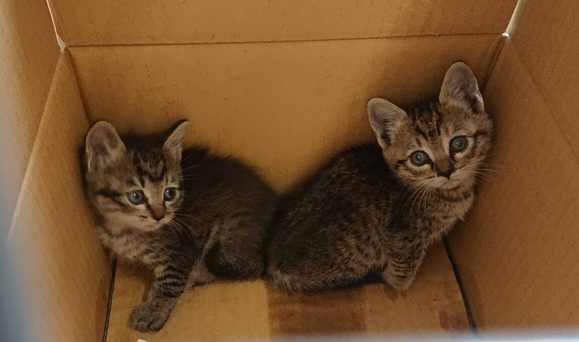 ありがとう。ずっと一緒だにゃん！！ サムネイル4