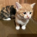 動物病院発！茶トラの女の子