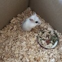 ハムちゃんの里親探してます！！