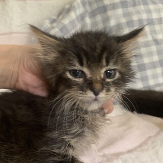 可愛いボブテイルのゴージャス半長毛黒きじぼんば君