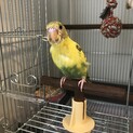 4月上旬生まれ⭐︎性別不明⭐︎セキセイインコ