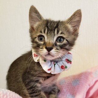 【6/7参加】ジェームスくん２ヵ月♪