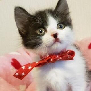 【6/7参加】マリリンちゃん２ヵ月♪長毛