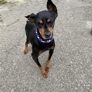 ミニチュアピンシャー　9歳　女の子