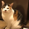 むっちりほっぺの三毛猫さん