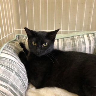 きっと心を開いてくれはず　「クレアちゃん」