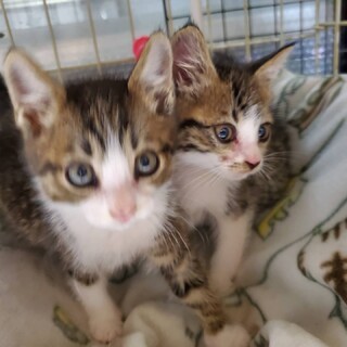 ゴロゴロのキジ白兄弟