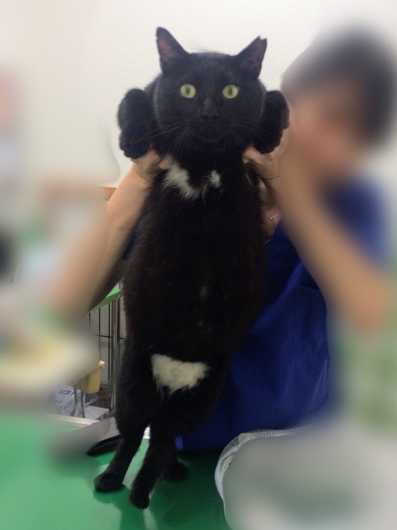 巨猫萌♡保護当初7.4k」東京都 - 猫の里親募集(313966) :: ペットの 