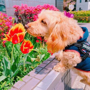 チューリップの良い匂い