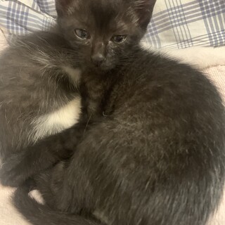 人懐こい可愛い黒猫どなうちゃん