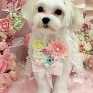 マルチーズのロビンくん