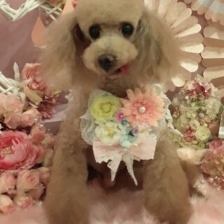 トイプードルのレオンくん