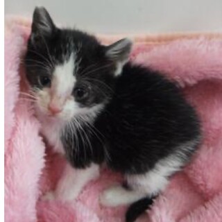 里親様に迎えられました。子猫♀045