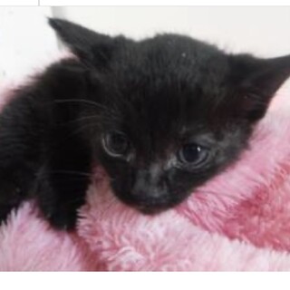 里親様に迎えられました。子猫♀048