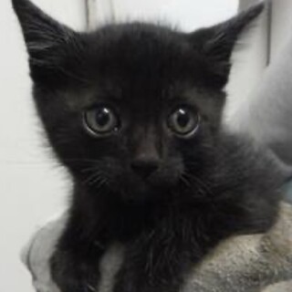 里親様に迎えられました。子猫♂050