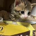 まだヨチヨチのキジ白君