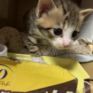 まだヨチヨチのキジ白君