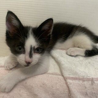 人懐こい個性的な黒白らいんちゃん