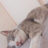 なりたひな