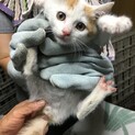 子猫5兄弟　①男の子