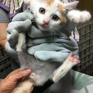 子猫5兄弟　①男の子