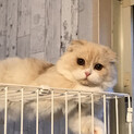 一緒に遊びも大好き優しい繊細甘えん坊あすこちゃん
