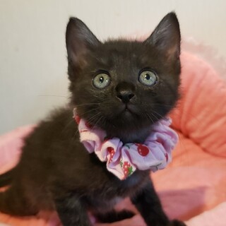 【6/21東銀座】ジュリーちゃん2ヵ月♪