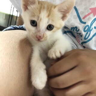 とても可愛い茶白の男の子です♪