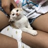 とても可愛い茶白の男の子です♪ サムネイル2