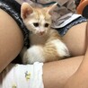 とても可愛い茶白の男の子です♪ サムネイル7