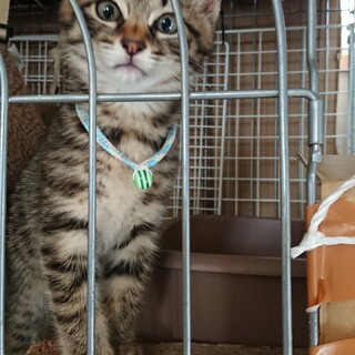 ②甘えん坊なキジ君 ２ヶ月半 兄弟あり