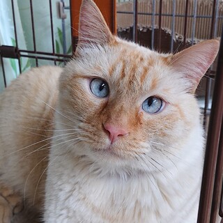 5歳シャムmixの人懐っこいチロ君