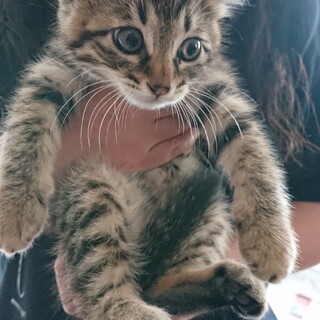 かわいいキジ女の子 ２ヶ月半 