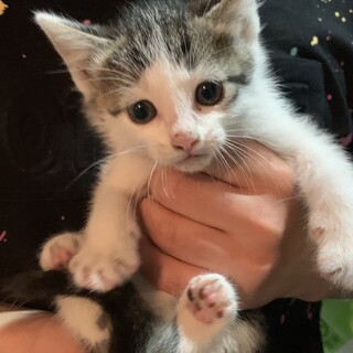 白キジトラの男の子
