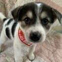 白黒ブチ垂れ耳仔犬②