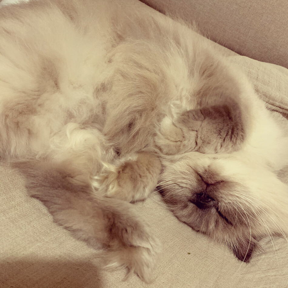 イチのカバー写真