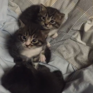 子猫3匹