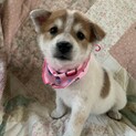 白茶ブチ垂れ耳仔犬③