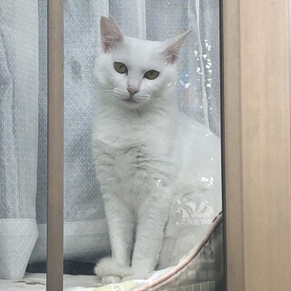 大人しい白猫可愛い女の子⭐️たまみ