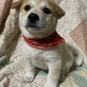 白茶ブチ垂れ耳仔犬④
