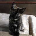 お陰様で他で里親さんが見つかりました。