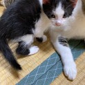子猫の里親さん募集中！