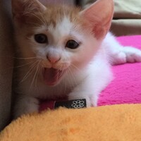 ふう